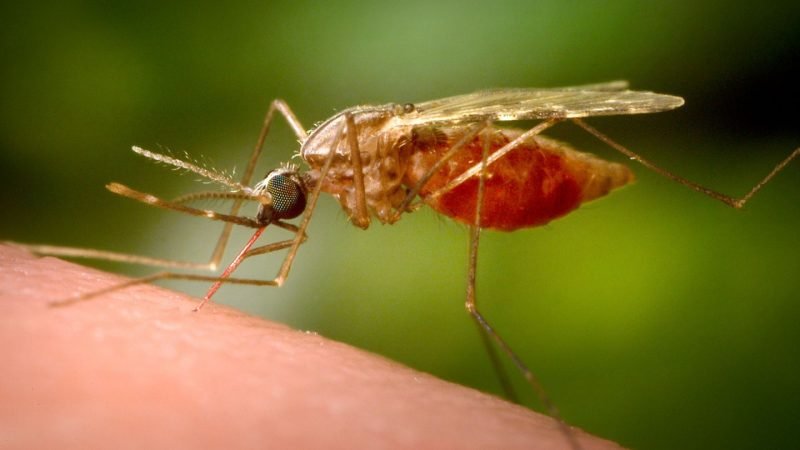 China acumula más de 7.000 casos de chikunguña tras repunte de infecciones en julio