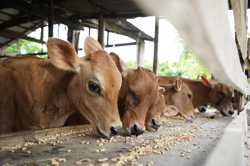¿Cómo se está mejorando la ganadería en República Dominicana?