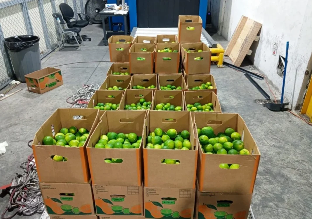 Frutas dominicanas ganan terreno en Ucrania: una oportunidad en crecimiento