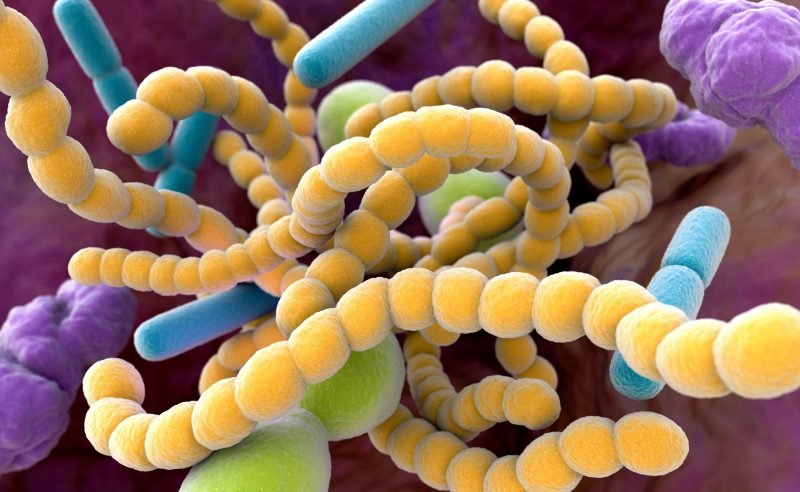 Identifican vínculo entre microbios intestinales y mayor riesgo de aneurismas aórticos Identifican vínculo entre microbios intestinales y mayor riesgo de aneurismas aórticos