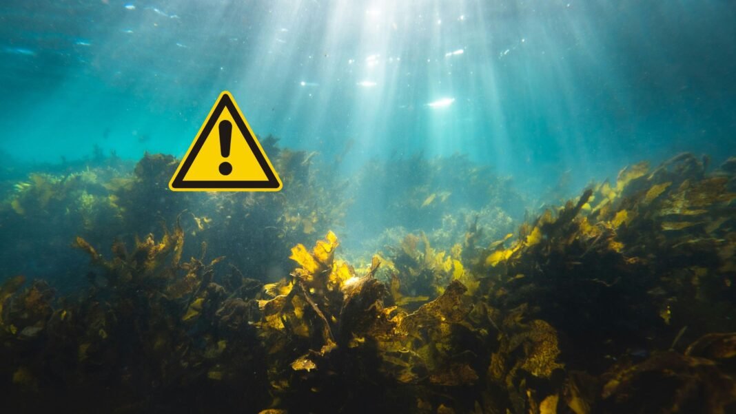Investigadores españoles descubren cómo las “bolas de Neptuno” sacan los microplásticos del mar y los llevan hasta la orilla Investigadores españoles descubren cómo las “bolas de Neptuno” sacan los microplásticos del mar y los llevan hasta la orilla