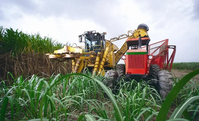 Melaza dominicana: el subproducto azucarero que impulsa la economía y genera divisas Melaza dominicana: el subproducto azucarero que impulsa la economía y genera divisas