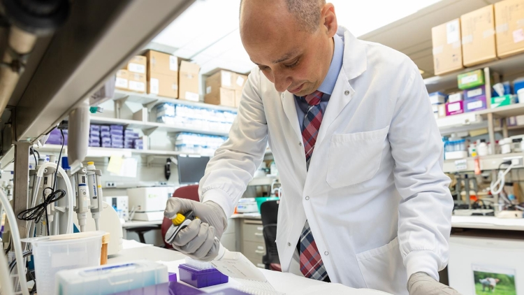 Revelan que el envejecimiento de células CAR-T favorece la recurrencia del cáncer Revelan que el envejecimiento de células CAR-T favorece la recurrencia del cáncer