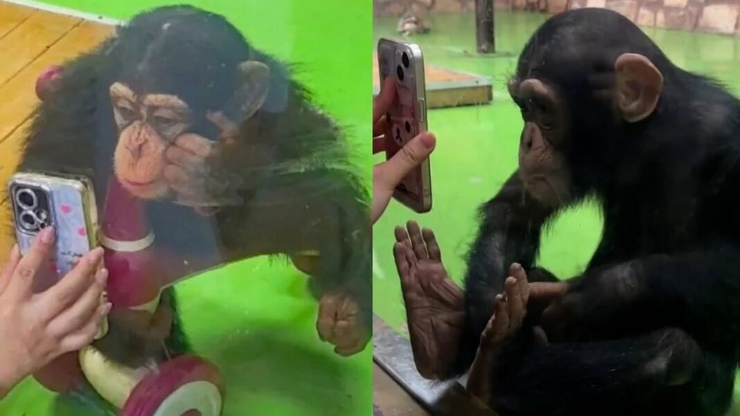 Un zoo de China prohíbe mostrar vídeos a los chimpancés con el móvil, por temor a que afecte a su vista y estado de ánimo Un zoo de China prohíbe mostrar vídeos a los chimpancés con el móvil, por temor a que afecte a su vista y estado de ánimo