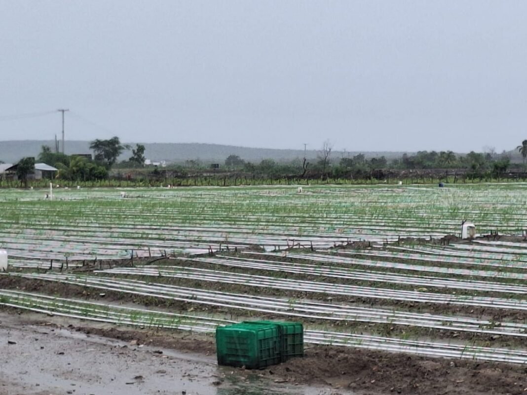 Autoridades del sector agropecuario esperan que las lluvias de Melissa compensen las pérdidas agrícolas