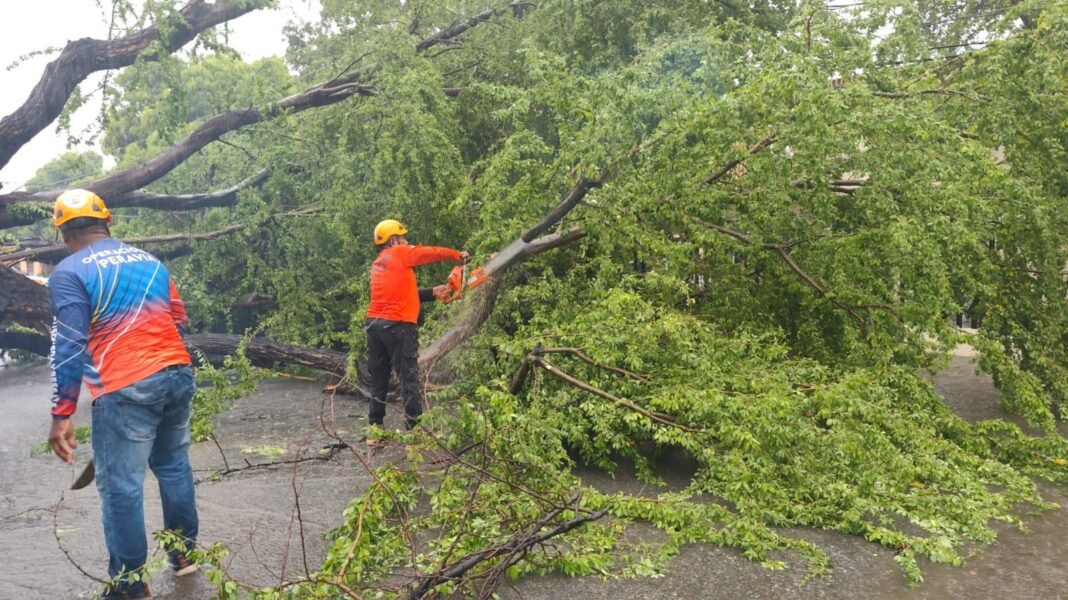 Cae árbol en Baní y Defensa Civil remueve los escombros