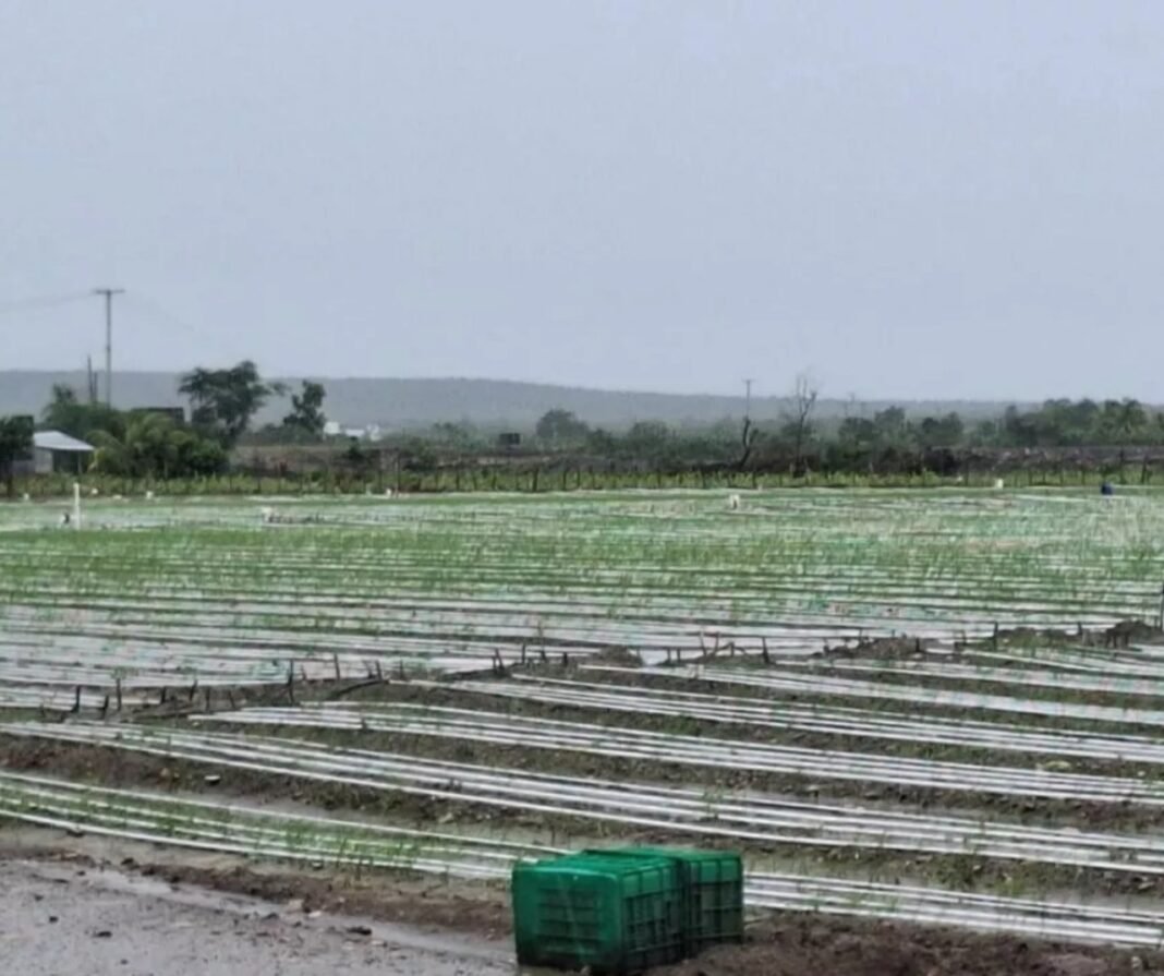 Huracán Melissa causa daños por más de RD$1,300 millones a la agricultura dominicana