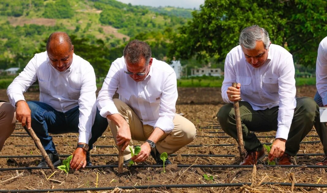 INTABACO inicia Cosecha Tabacalera 2025-2026 con siembra de más de 160 mil tareas INTABACO inicia Cosecha Tabacalera 2025-2026 con siembra de más de 160 mil tareas