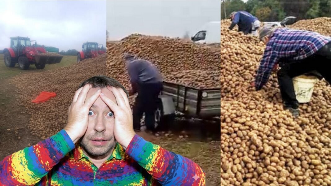 Le roban 150.000 kilos de patatas durante el fin de semana por un bulo en las redes sociales: “Tengo 68 años y nunca he vivido nada igual” Le roban 150.000 kilos de patatas durante el fin de semana por un bulo en las redes sociales: “Tengo 68 años y nunca he vivido nada igual”