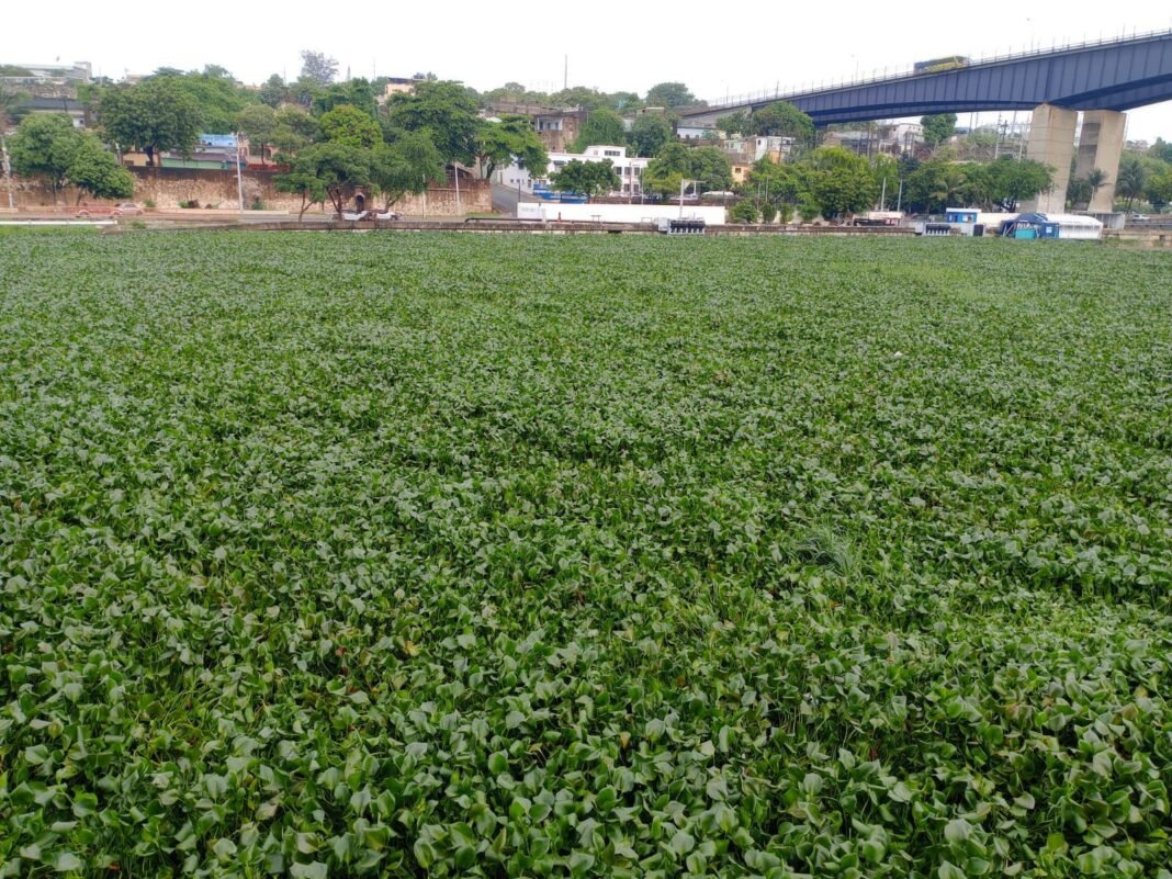 Obras Públicas cierra de forma provisional el Puente Flotante por arrastre de lilas en el río Ozama Obras Públicas cierra de forma provisional el Puente Flotante por arrastre de lilas en el río Ozama