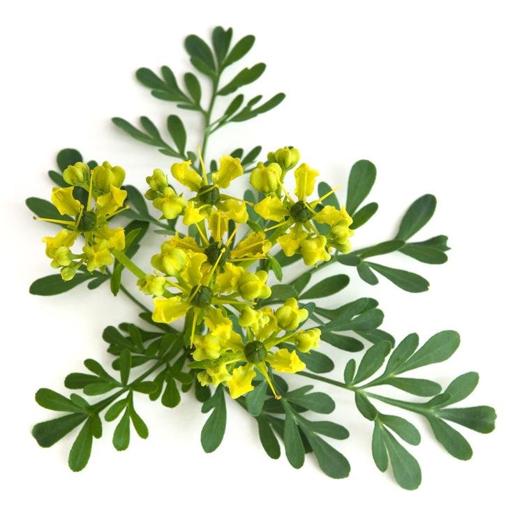 Ruda: la planta ancestral que vuelve a ganar protagonismo por sus poderosas propiedades medicinales Ruda: la planta ancestral que vuelve a ganar protagonismo por sus poderosas propiedades medicinales