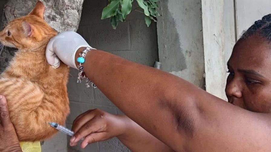 Salud Pública busca vacunar a 60 mil perros y gatos con jornada antirrábica