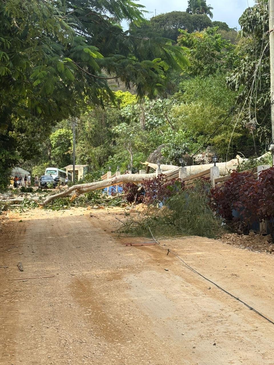 Caída de un árbol deja sin electricidad a sectores de Bahoruco