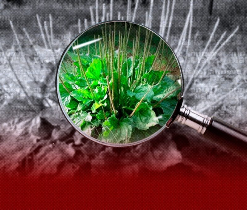 Llantén: propiedades, beneficios y advertencias sobre su uso medicinal