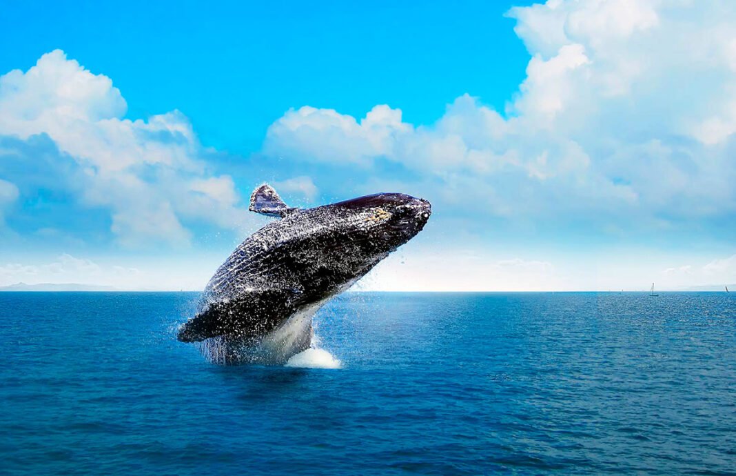 Medio Ambiente da apertura a temporada de avistamiento de ballenas jorobadas 2026