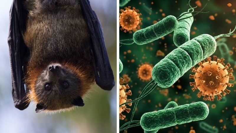 OMS alerta sobre nuevo virus y sin tratamiento que afecta a la India OMS alerta sobre nuevo virus y sin tratamiento que afecta a la India