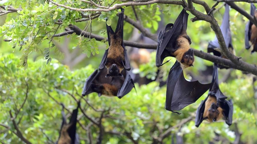 Salud Pública activa alerta temprana ante virus emergentes como influenza y Nipah Salud Pública activa alerta temprana ante virus emergentes como influenza y Nipah