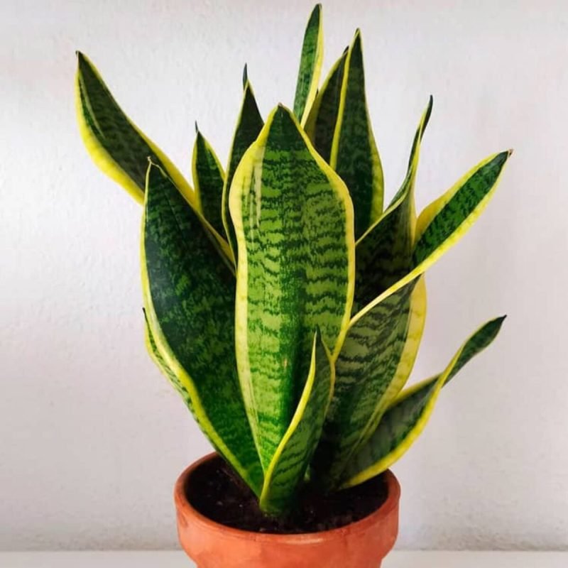 Lengua de suegra: lo que realmente dice la ciencia sobre la planta que gana terreno en los hogares