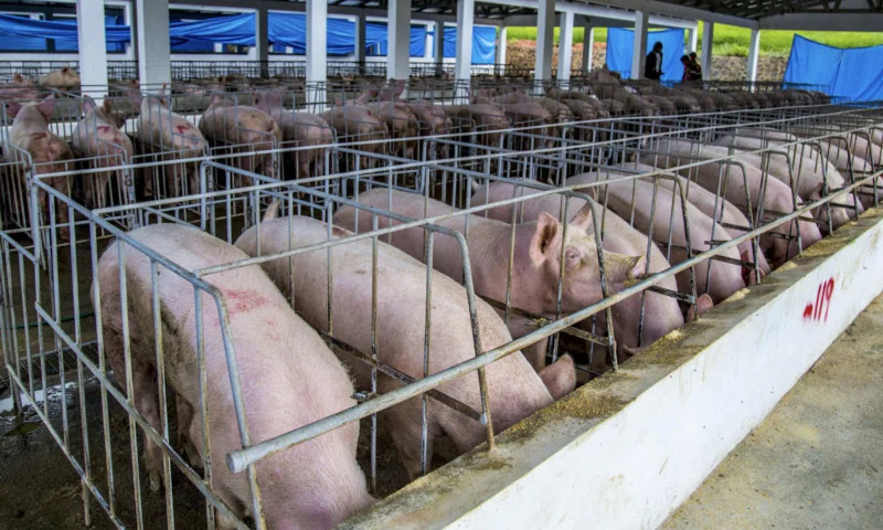 ¡Tecnología Bacana! Dominicana se Pone ‘A Mil’ Contra la Peste Porcina Africana con Nueva Plataforma Digital