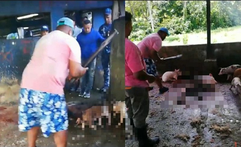Nagua: ¡Qué ‘Vaina’ con el Sacrificio de Cerdos a Palos! Nagua y el Sacrificio de Cerdos a Palos