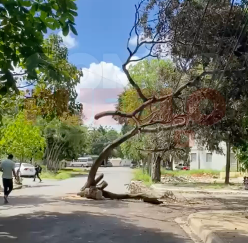 Árbol Caído Provoca Obstrucción en Invivienda