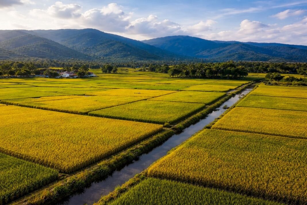 RD se consagra como el mayor productor de arroz en el Caribe y Centroamérica