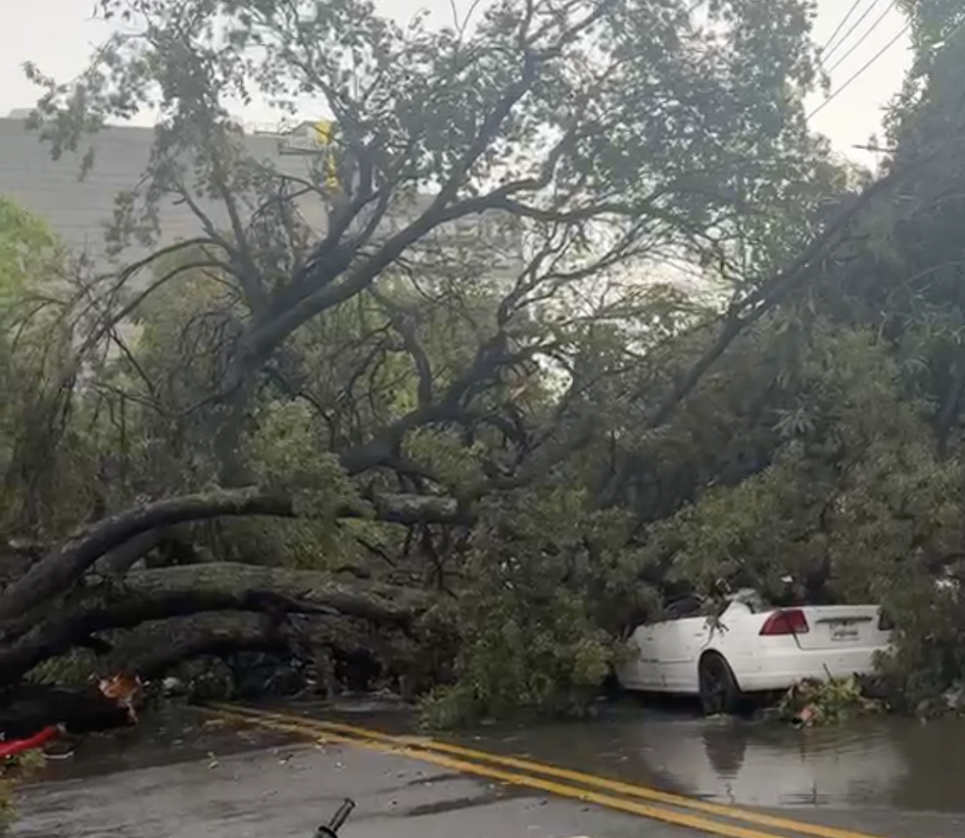 Ay Dios mío! Un árbol hace un lío en la Independencia