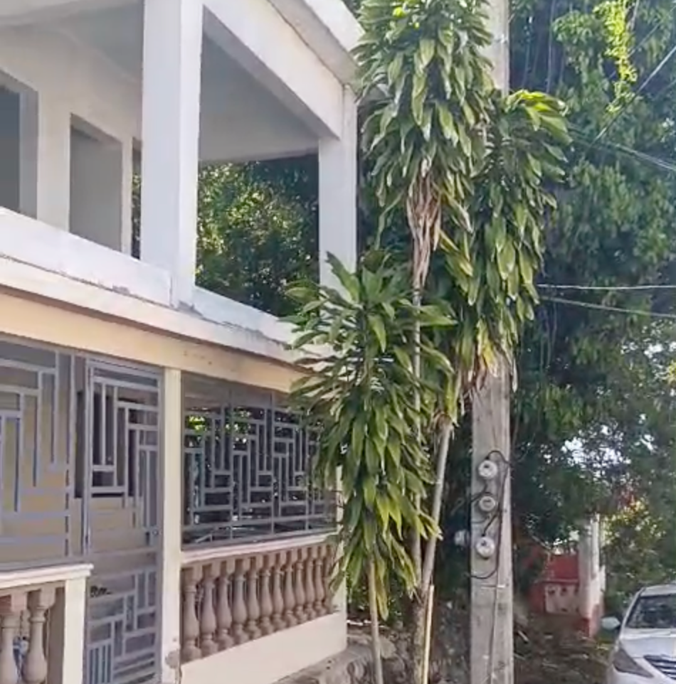 Peligro eléctrico: árbol con alta tensión afecta sector