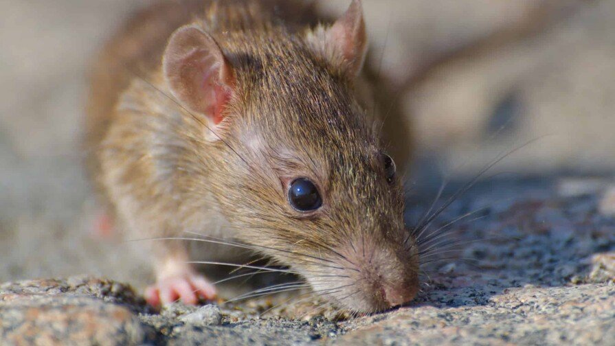 Leptospirosis se ‘disparó’: ¡La vaina está fea con un viaje de casos! Leptospirosis se disparó La situación está delicada con un aumento de casos