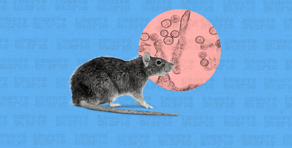 ¡No es relajo! El Hantavirus no es un COVID, ¿klk con la ‘vaina’ del virus? Hantavirus no es un COVID, ¿qué pasa con el virus?