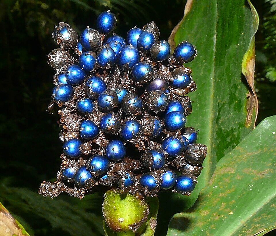 Que Vaina mas Chula La Fruta Brillante que Enamora hasta a los Pajaros