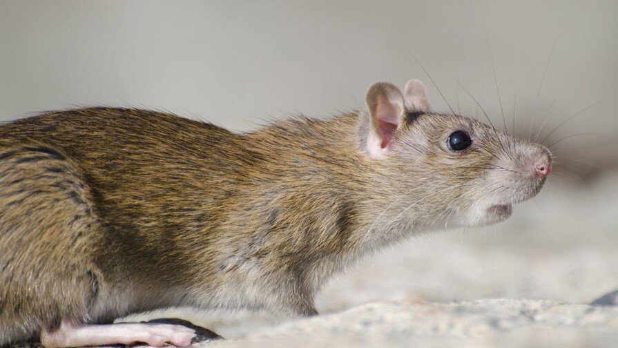 ¡Ojo al Dato! Brote de Hantavirus en Crucero: No es un ‘Relajo’ Cualquiera Brote de Hantavirus en Crucero: Alerta y Prevención Global