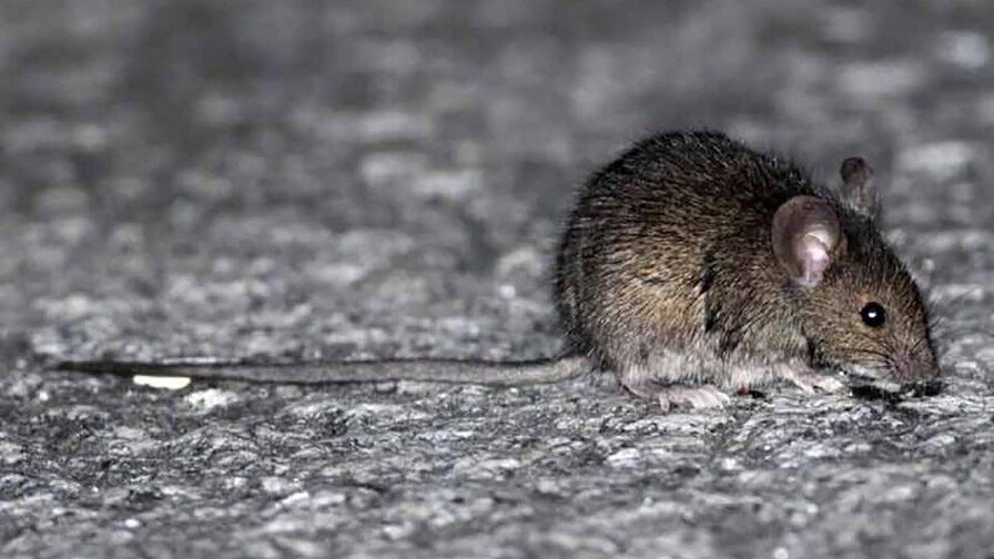 El Hantavirus armando un lío en alta mar