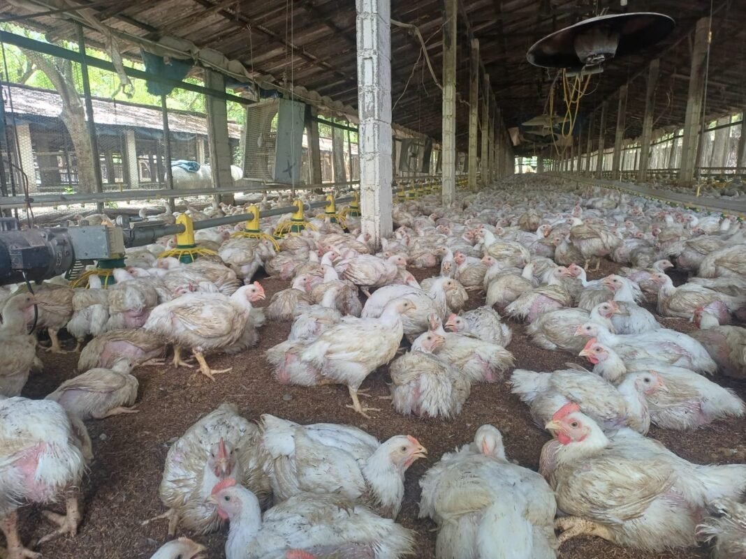 El campo dominicano en un ‘rollo’: ¿Quién le está metiendo el pecho a nuestros productores? El campo dominicano en un rollo ¿Quien le esta metiendo el pecho a nuestros productores?