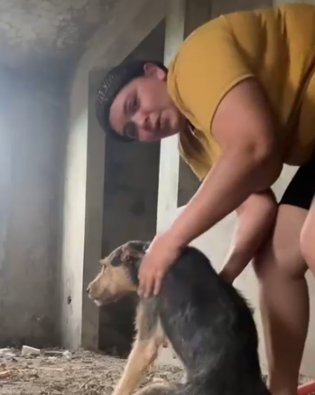 ¡Qué ‘Vaina’ Fuerte! Piden ayuda urgente para perrita en Santiago Piden ayuda urgente para perrita en Santiago