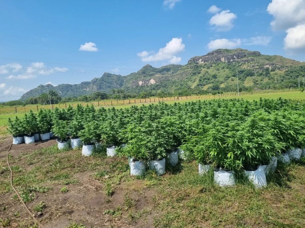 ¡Qué ‘Vaina’ en Ocoa! Desmantelan la siembra de marihuana más grande del país. ¡Qué ‘Vaina’ en Ocoa! Desmantelan la siembra de marihuana más grande del país.