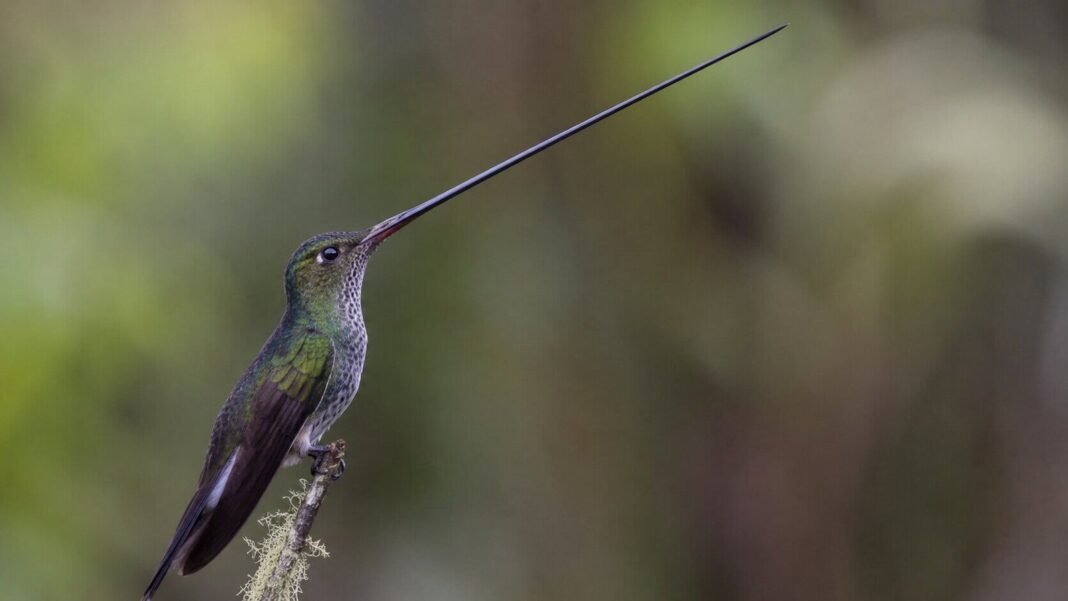 Colibrí Picoespada: El Ave con el Pico Más Grande que su Cuerpo