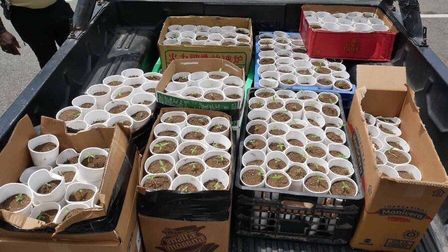 DNCD Operativo y Decomiso de Marihuana en La Cuaba
