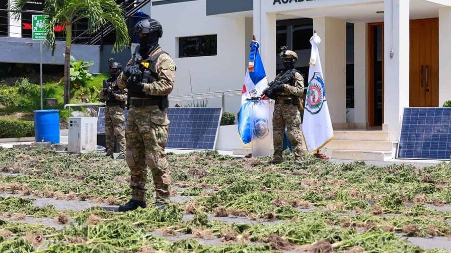 ¡Qué ‘Vaina’! La DNCD Desarticula un ‘Viaje’ de Marihuana en el Sur La DNCD Desarticula Plantaciones de Marihuana en el Sur