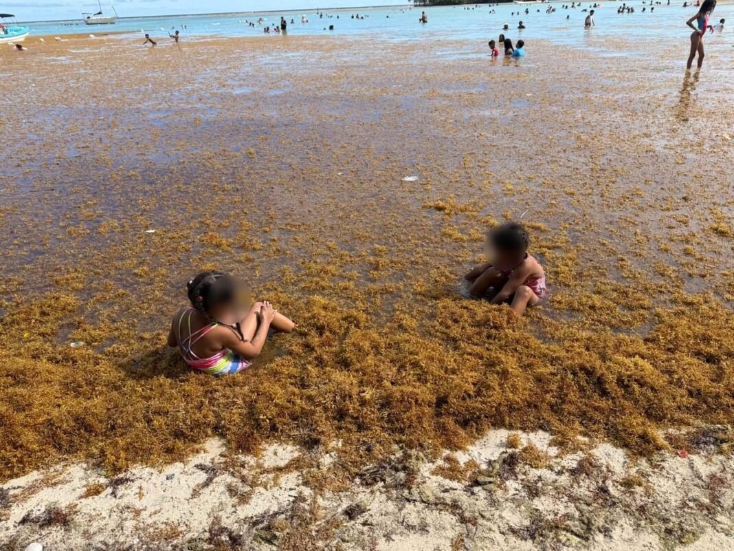 El Sargazo Afecta las Playas Dominicanas
