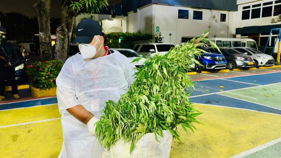 ¡Un ‘Palo’! Desmantelan Siembra de Marihuana de más de 13,000 Libras en Ocoa Desmantelan Siembra de Marihuana de más de 13,000 Libras en Ocoa