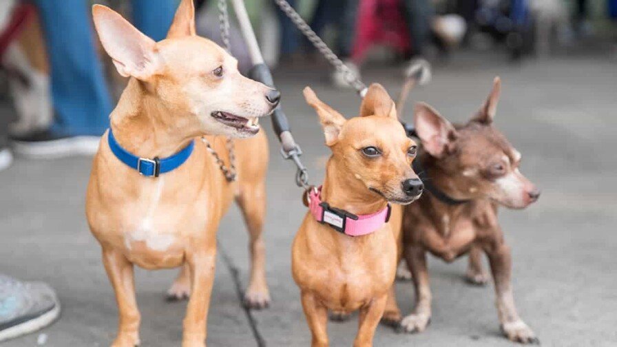 La Alcaldía le mete mano: Operativo de esterilización animal en el DN