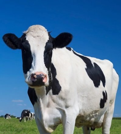 ¡Conaleche en el ‘tigueraje’ de la calidad de la leche dominicana! Conaleche refuerza la calidad de la leche en República Dominicana