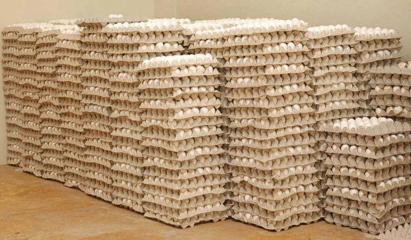 La ‘vaina’ de los huevos dominicanos: ¡Exportación con sus desafíos y el clima! La vaina de los huevos dominicanos Exportación con sus desafíos y el clima