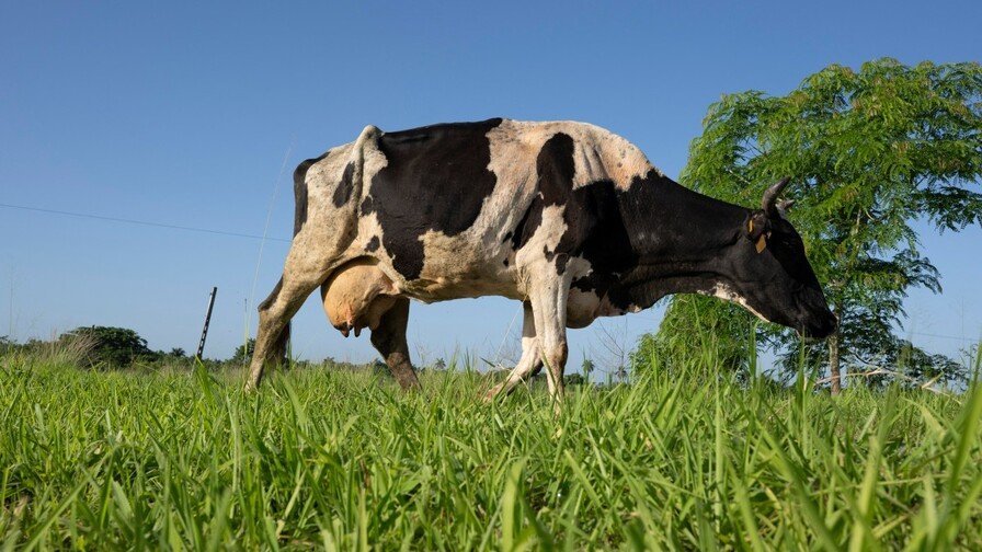 La ‘vaina’ del campo cubano: De tractor a buey, un ‘klk’ con la producción La crisis del campo cubano: Del tractor al buey, un desafío a la producción