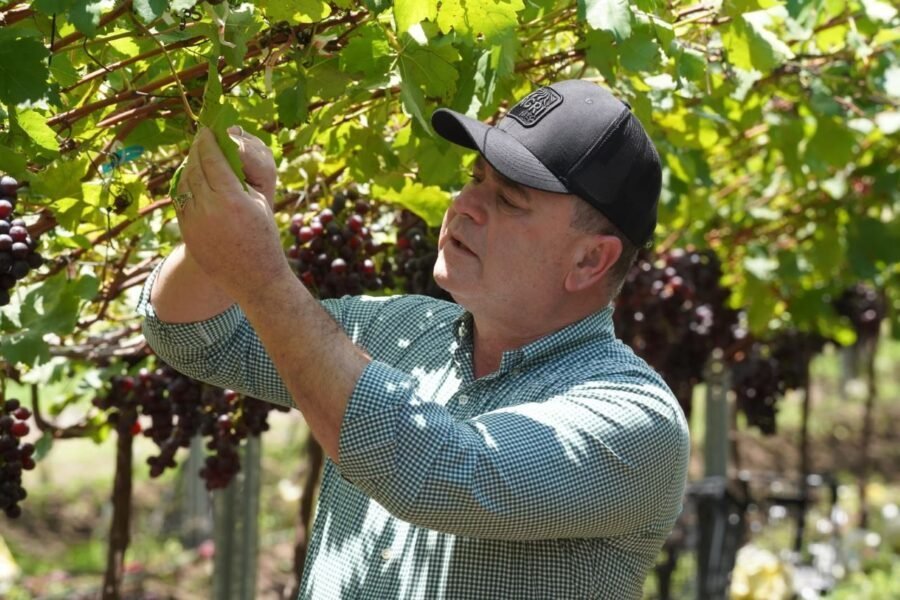 ¡El campo dominicano ‘se lució’ con niveles históricos de producción agropecuaria! El campo dominicano con niveles históricos de producción agropecuaria