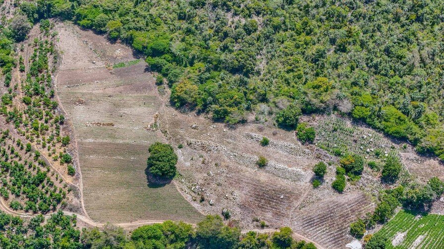 Ocoa bajo la Lupa: ¡La ‘vaina’ de la marihuana sigue dando qué hablar! Ocoa bajo la Lupa: La marihuana sigue dando que hablar