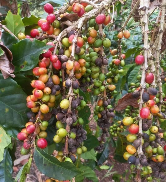 El Café Dominicano ‘Coge Fuerza’: INDOCAFÉ y REPROCA Se Juntan para Elevar la Calidad y el Relevo Generacional El Café Dominicano Cobra Impulso: INDOCAFÉ y REPROCA Se Unen para Elevar la Calidad y el Relevo Generacional