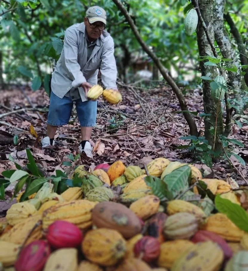 Cacao Dominicano: ¡’Pila de Cuarto’ y Sabor en el Festival del Chocolate! Cacao Dominicano Pila de Cuarto y Sabor en el Festival del Chocolate