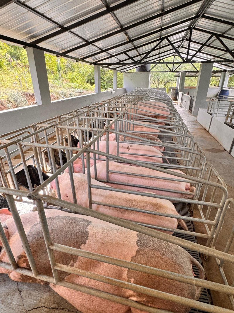 La Peste Porcina Africana: ¿Control o Relajo en República Dominicana?